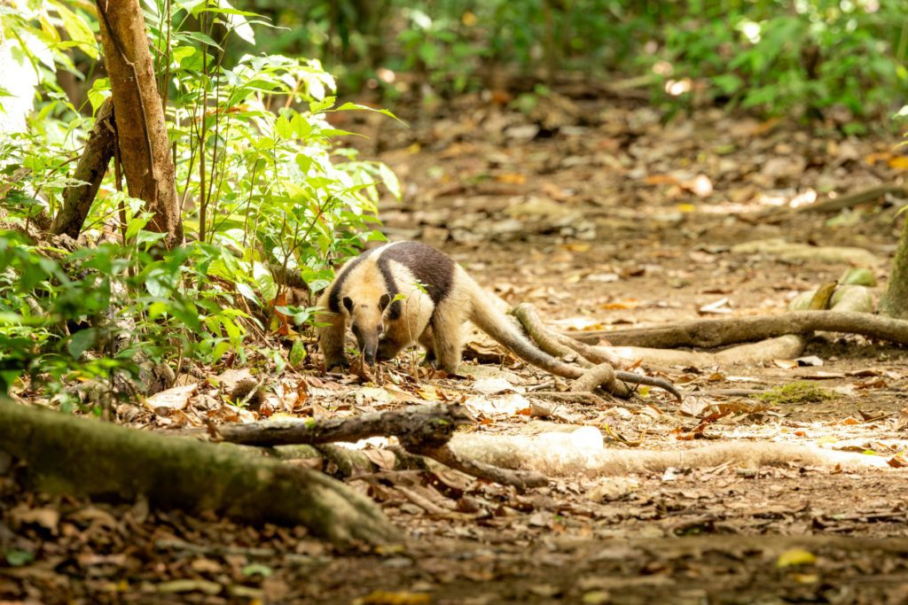 fourmi nombre mangé par fourmilier
