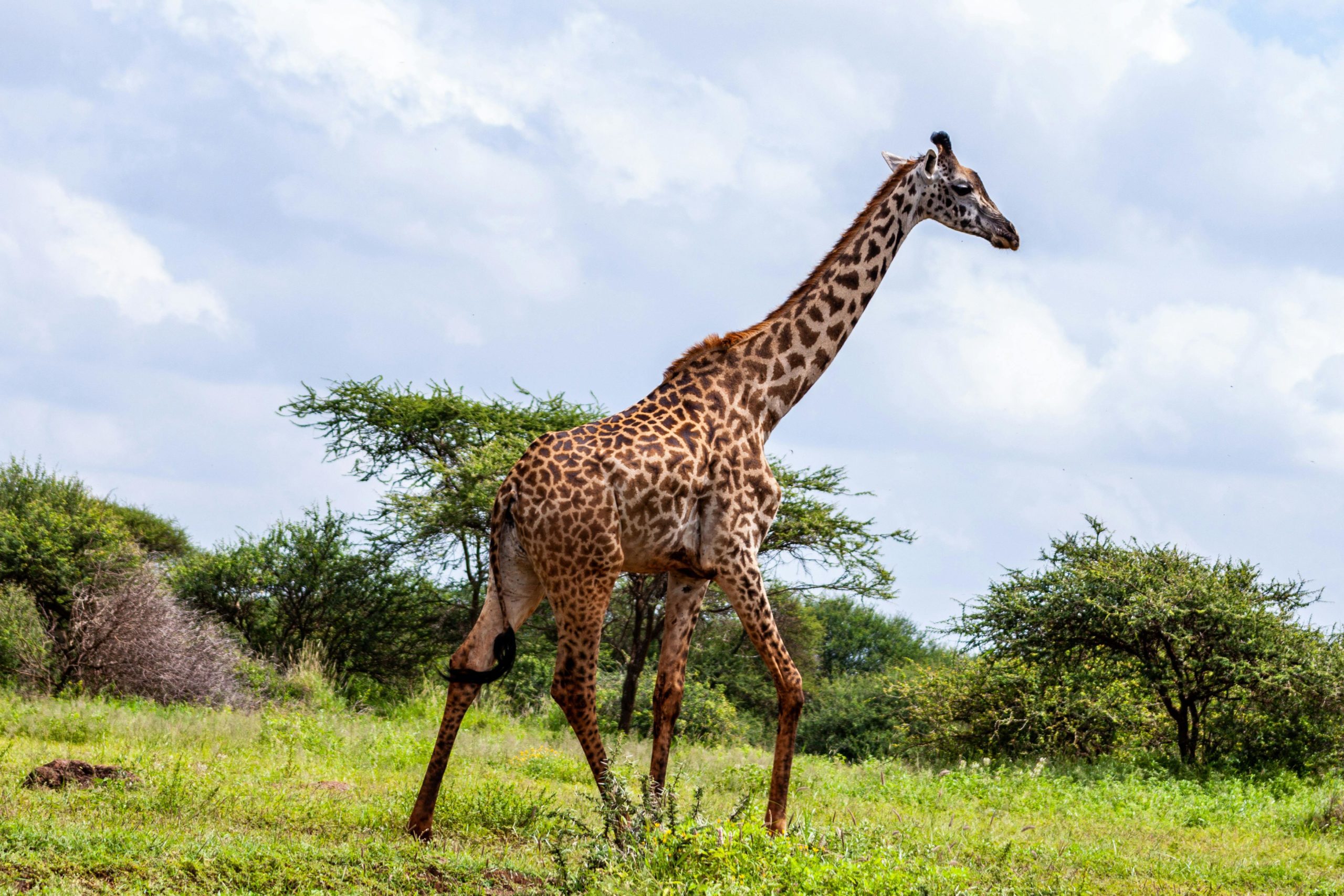 anecdote girafe