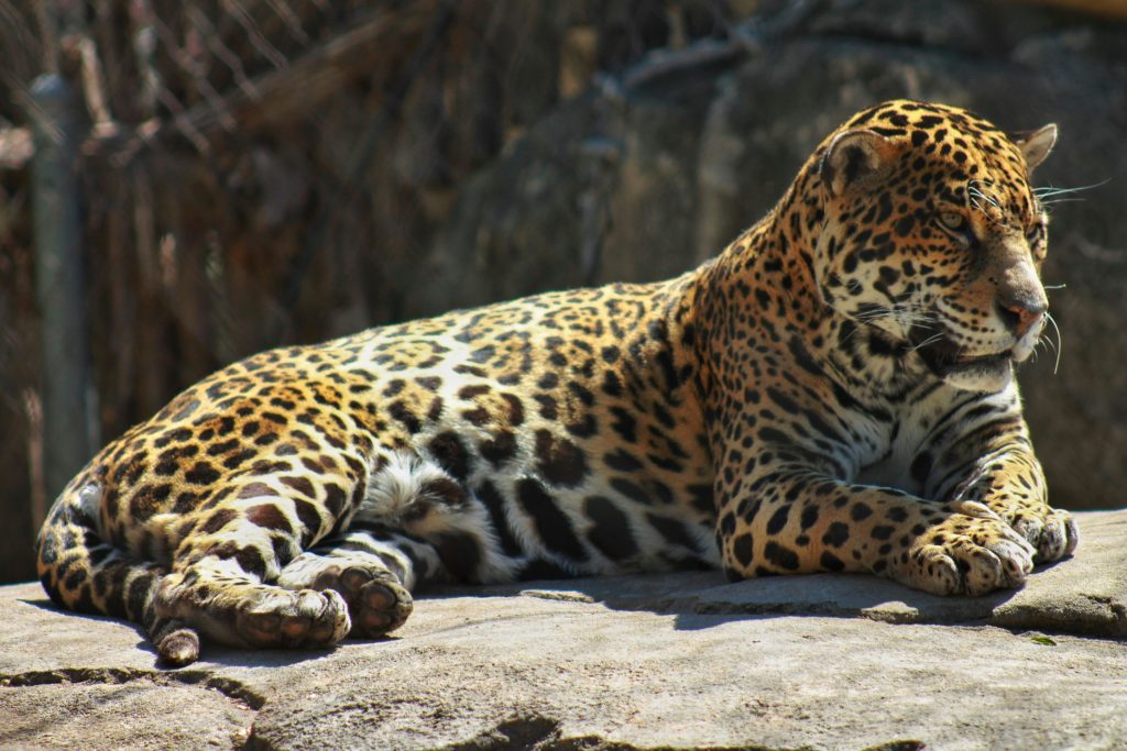 tâche jaguar