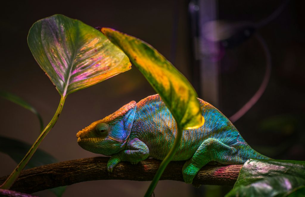 couleur caméléon
