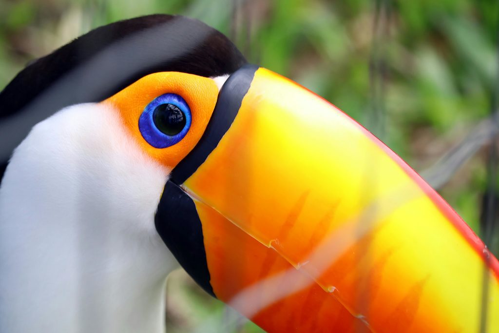 bec toucan