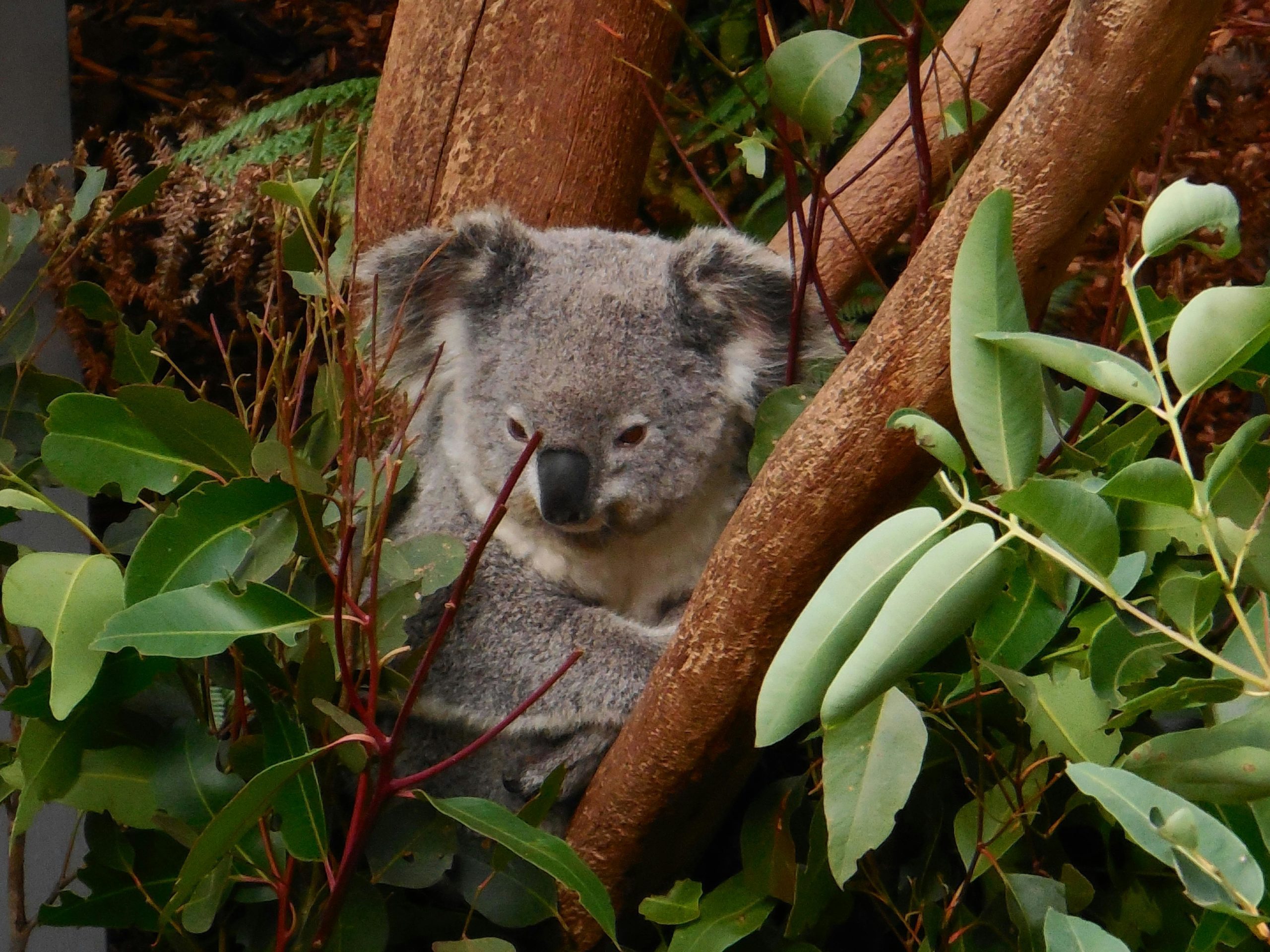 koala