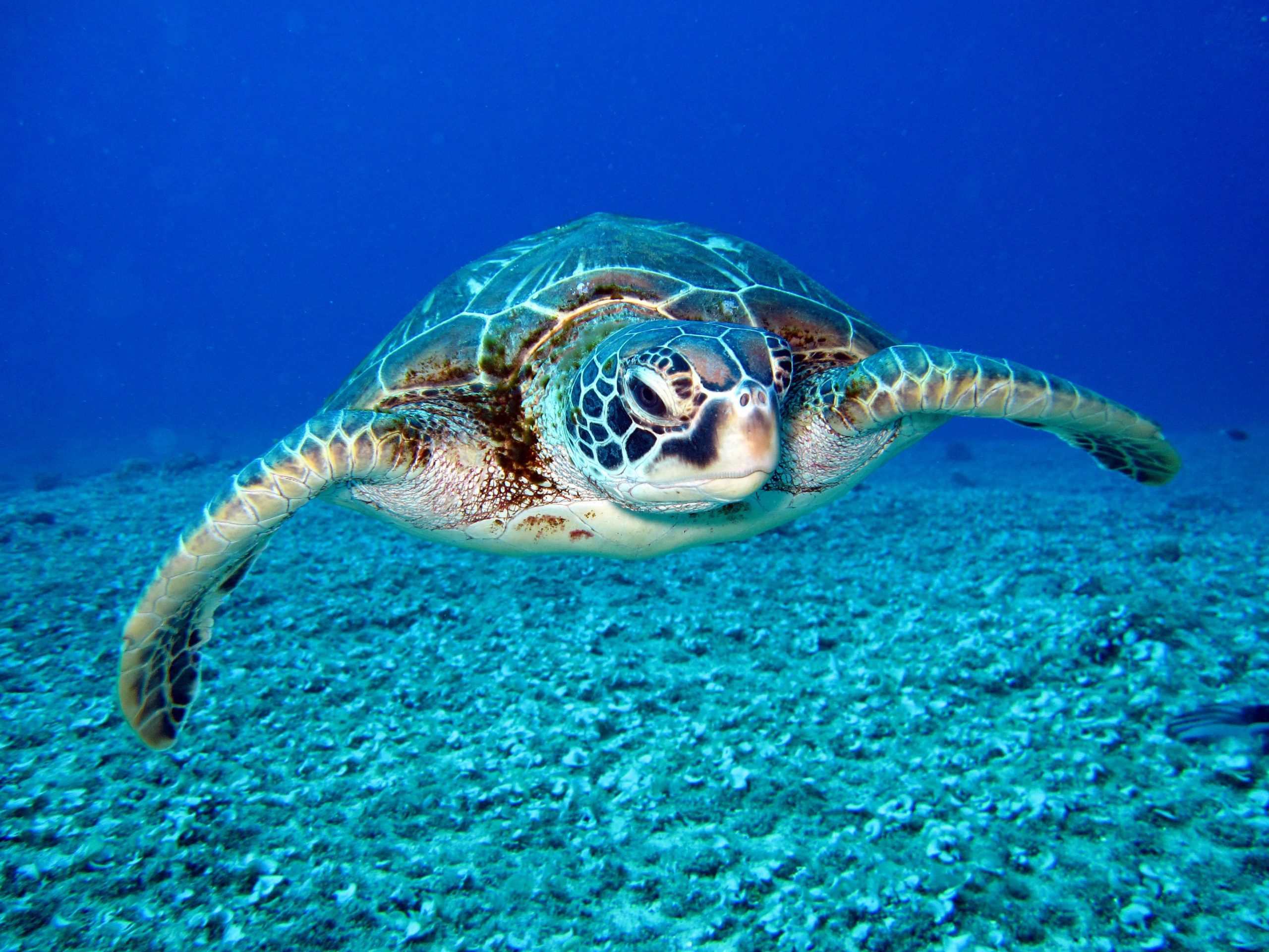 tortue verte