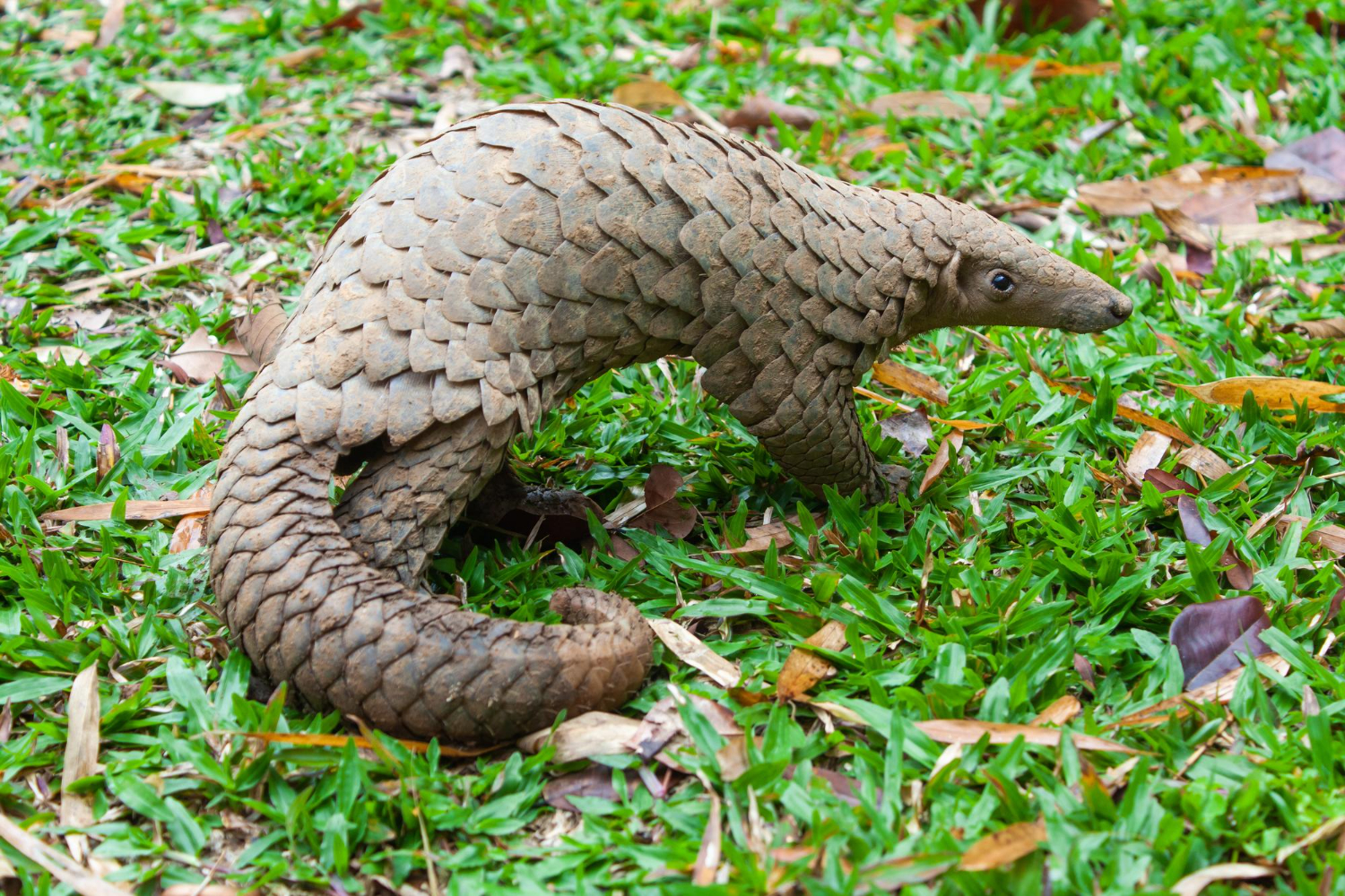 pangolin