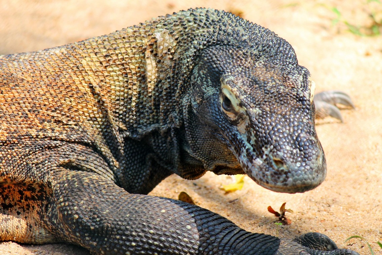komodo dragon