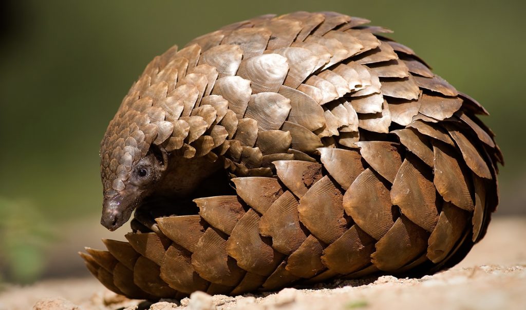 écailles pangolin