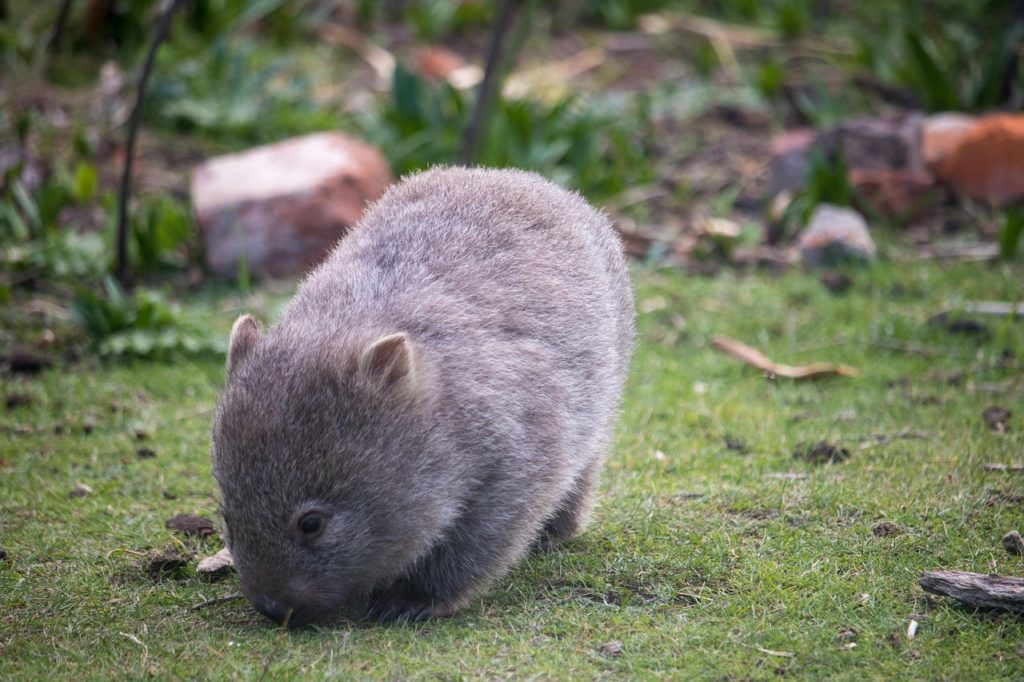 wombat herbe